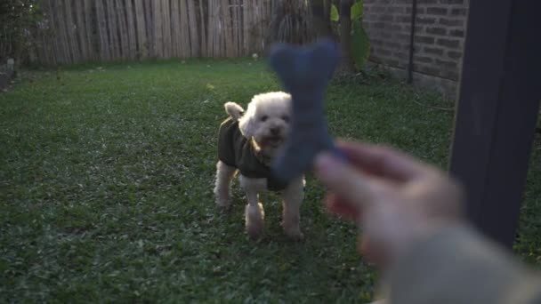 Cute Dog Waiting Master Throw Blue Rubber Bone Goodies Garden — 비디오