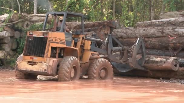 Cargando Troncos Cortados Selva Amazónica Con Cargador Tractores — Vídeo de stock