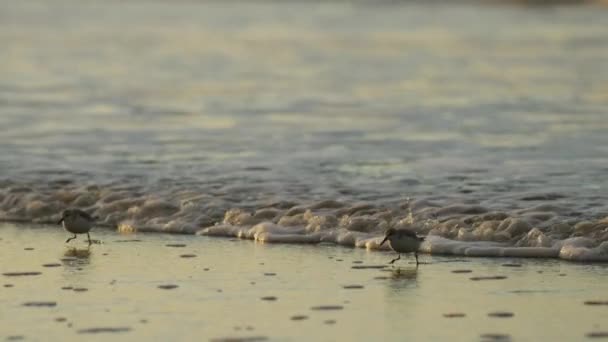 Tiny Calidris Alba Running Away Sea Foamy Waves Follow View — Stock Video