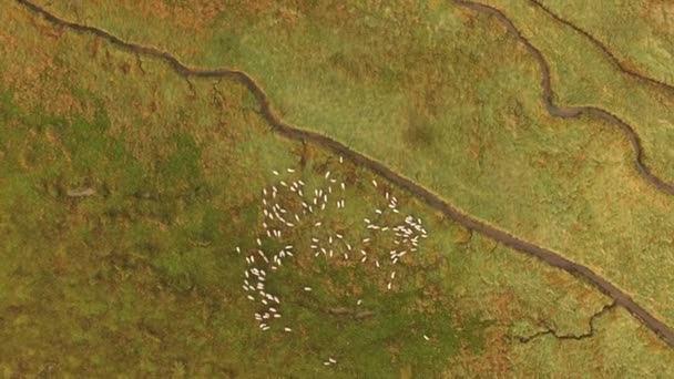 Shephard Dog Looking Sheep Flock Green Meadow Aerial Top View — Vídeo de Stock