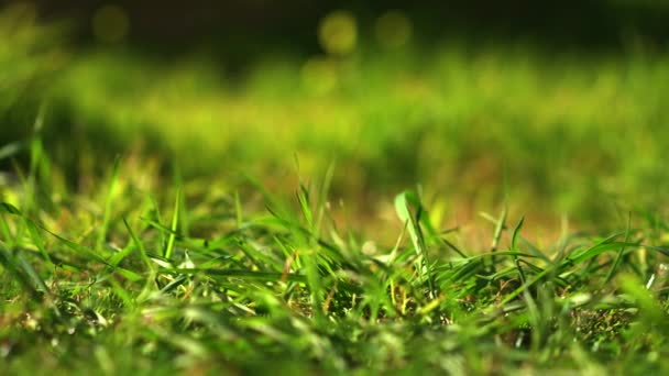 Closeup Fresh Green Grass Ground Sunny Day Low Tracking Slider — Wideo stockowe