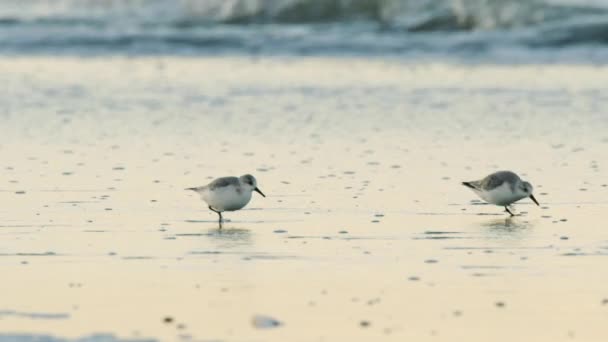 Flock Majestic Calidris Alba Running Wet Sandy Coastline Cinematic View — Stock Video