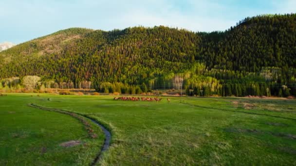 Telluride Colorado Usa Aerial Drone Footage Deer Herd Grazing Beautiful — Vídeos de Stock