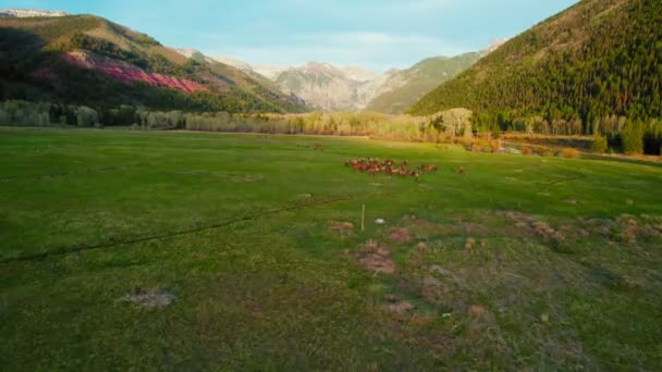 Telluride Colorado Usa Flygdrönare Som Flyger Över Lummiga Gröna Alpina — Stockvideo