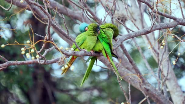 Group Blue Crowned Parakeet Thectocercus Acuticaudatus Perching Tree Branch While — Vídeo de stock