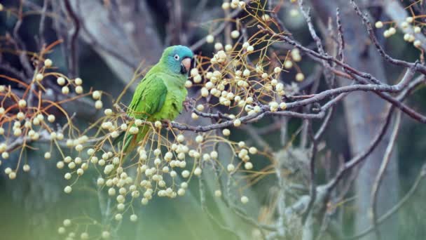 Blue Crowned Parakeet Thectocercus Acuticaudatus Perching Tree Branch Natural Habitat — ストック動画