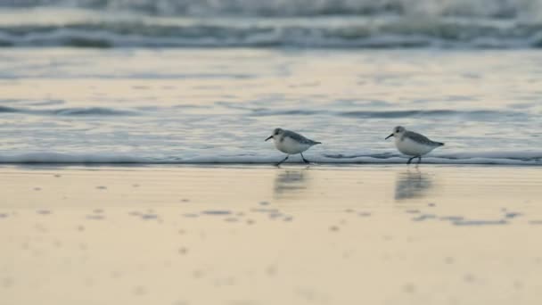 Two Beautiful Song Birds Speeding Sandy Sea Coastline Follow Cinematic — Stock Video