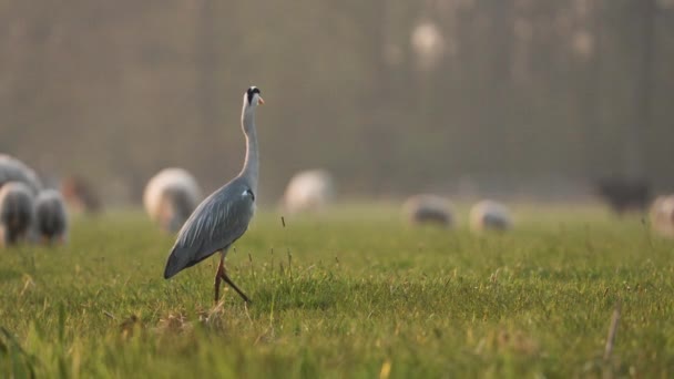 Great Blue Heron Flying Away Green Meadow Sheep Silhouettes Slow — Stock Video