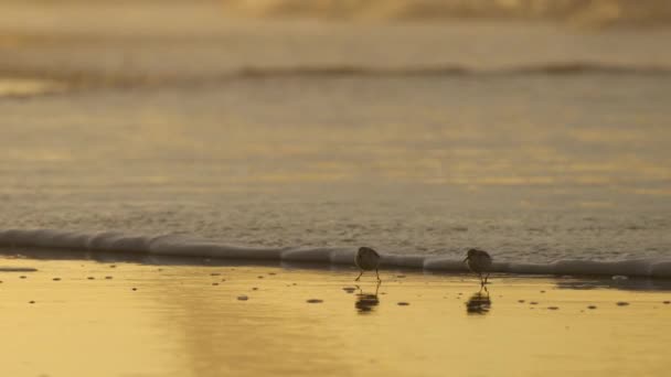 Tiny Calidris Alba Evading Waves Golden Sunset Sunrise Cinematic View — Stockvideo