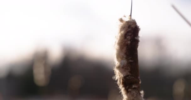 Cinematic Close Cattail Winter Time Handheld Motion Slow Motion Golden — Stockvideo