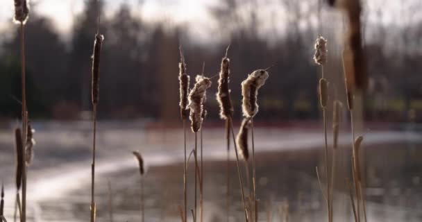 Cinematic Wide Shot Cattail Bunching Frozen Lake Beach Golden Hour — 图库视频影像