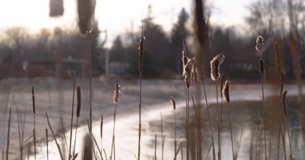 Cinematic Wide Shot Cattail Bunching Frozen Lake Beach Golden Hour — Stockvideo