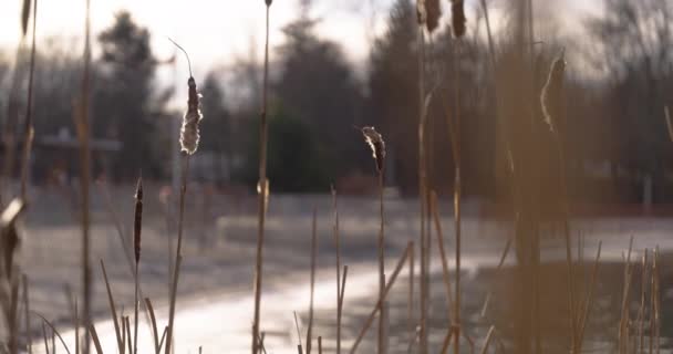 Cinematic Wide Shot Cattails Sunset Bank Frozen Lake Winter Lakeside — Stockvideo