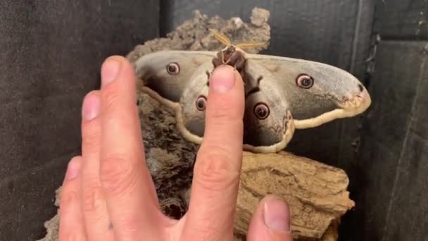 Giant Alive Peacock Moth Male Hand — Stockvideo