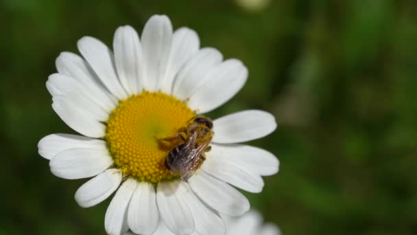 Wild Bee Collecting Pollen Daisy Flying Away Macro Slow Motion — Wideo stockowe