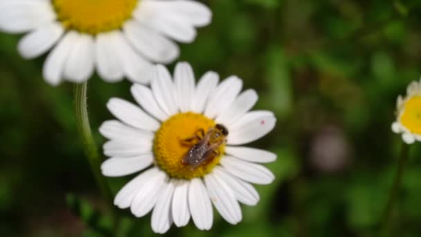 Close Honey Bee Gathering Pollen Daisy Static Macro — Stockvideo