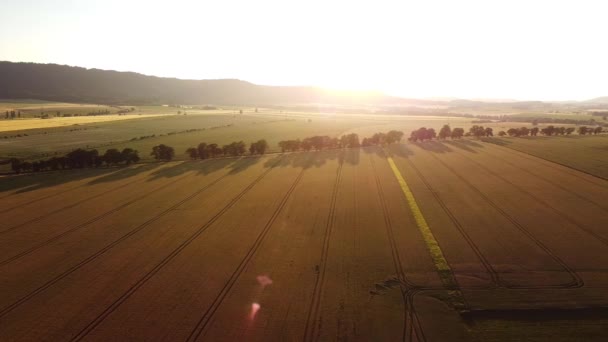 Peaceful Fields Basking Sun Aerial Left Right Looking Straight Summer — Stock Video