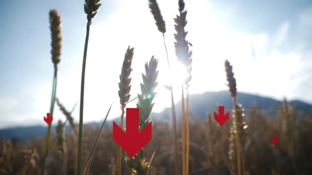 Close Sinking Arrows Wheat Field Illustrate Production Problems Famine Concept — Stock video