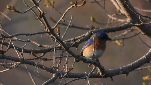 Male Eastern Bluebird Perched Tree Branch Flying Away Static Close — Vídeo de stock