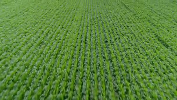 Overview Large Cultivated Farmland Green Crop Fields Cloudy Day Flying — Vídeos de Stock