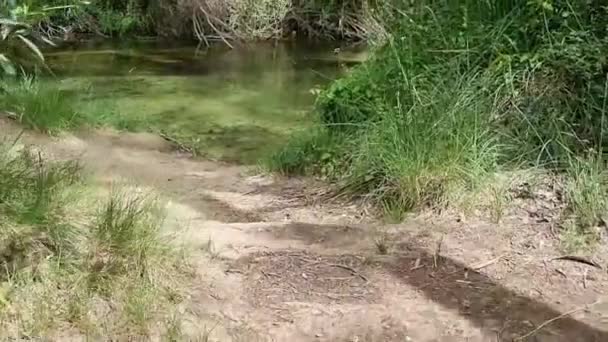 Passage Path Small River — Stockvideo