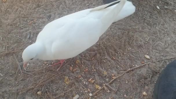 Pigeons Park Peck Grain — Wideo stockowe