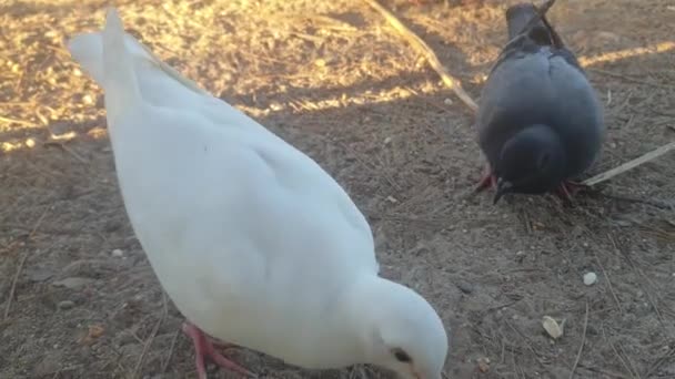 Pigeons Park Peck Grain — Vídeo de Stock