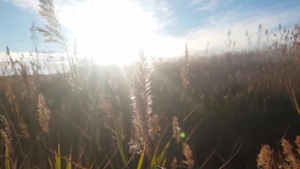 View Water Tall Grass Rays Sun — Stockvideo