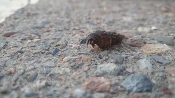 Hermit Crab Moves Rocks — 图库视频影像