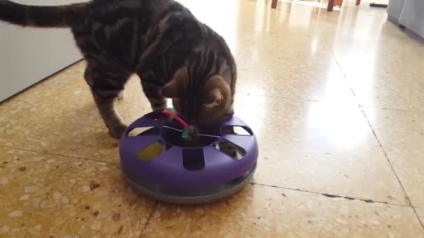British Tabby Cat Playing Toy — Stock video