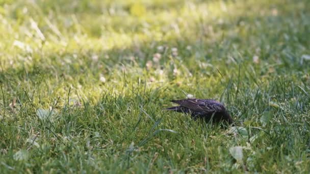 Starling Picking Food Grass Handheld — Stok video
