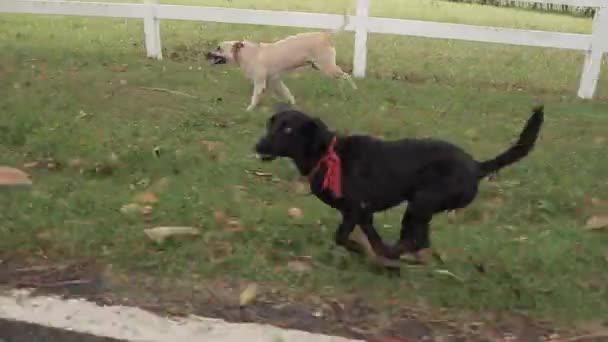 Захоплення Собак Біжать Щасливими Сімейній Фермі — стокове відео