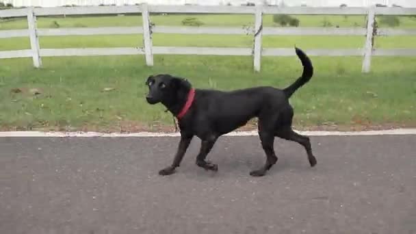 Capture Beautiful Black Dog Running Camera Family Farm — Stockvideo