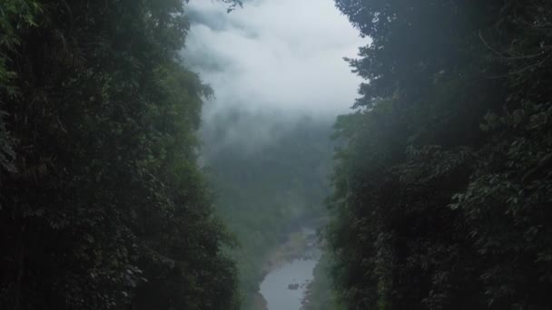 Las Deszczowy Okryty Chmurami Mgłą Doliną Tle Pochyl Się — Wideo stockowe