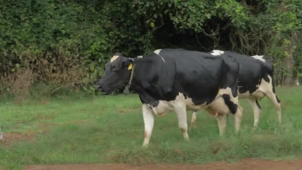 Δύο Βοοειδή Holstein Friesian Φορώντας Smart Collar Walking Pasture Στο — Αρχείο Βίντεο