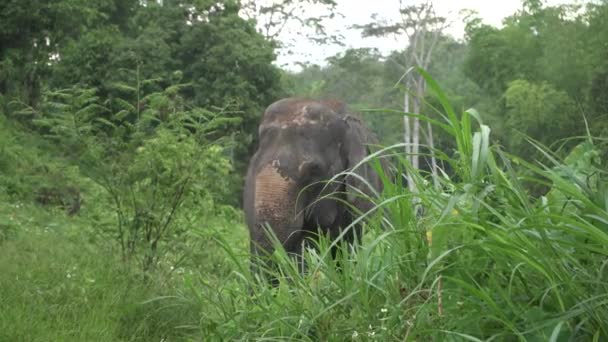 Слон Вільний Джунглях Таїланду — стокове відео