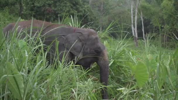 Vecchio Elefante Tempo Tropicale — Video Stock