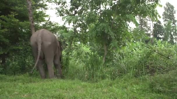 Elefant Tilbage Passede Sig Selv – Stock-video