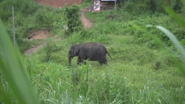 Old Elephant Walking Jungle — Stock Video