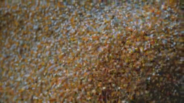 Corn Kernel Seeds Droped Factory — Stockvideo