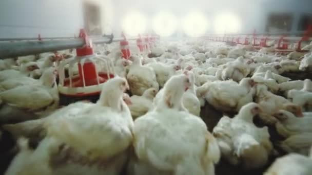 Close Track Shot Chicken Poultry Farm Day Light — Vídeo de Stock