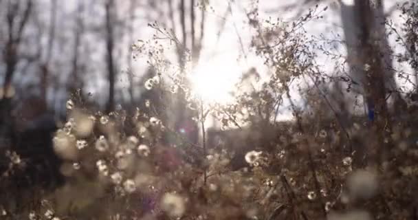 Cinematic Footage Trail Side Foliage Golden Hour Slow Motion Handheld — 图库视频影像