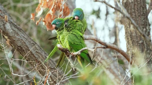 Blue Crowned Parakeets Thectocercus Acuticaudatus Perching Tree Branch While Grooming — Video