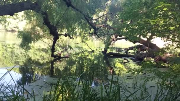 Water Calm Marsh Trees Fallen Create Shade Wildlife — Stock Video