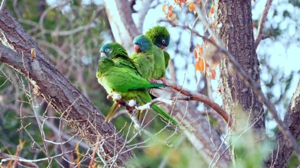 Group Blue Crowned Parakeet Thectocercus Acuticaudatus Perching Tree Branch While — Wideo stockowe