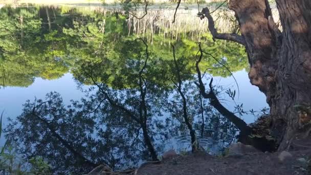 Small Ripple Water Clear Enough See Reflection Trees Clear Sky — Stockvideo