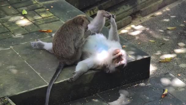 Young Macaque Monkey Cleaning Older Removing Ticks Bugs Fur Funny — 图库视频影像