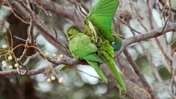 Blue Crowned Parakeets Thectocercus Acuticaudatus Perching Tree Branch While Grooming — Stock video