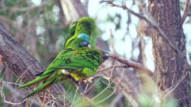 Group Blue Crowned Parakeets Thectocercus Acuticaudatus Perching Tree Branch While — Stockvideo