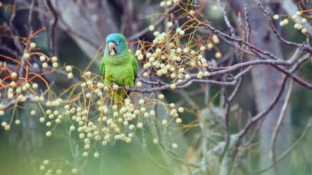 Blue Crowned Parakeet Thectocercus Acuticaudatus Feeding Chinaberry Tree Fruits Melia — Stockvideo